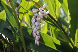 moonpeach flower